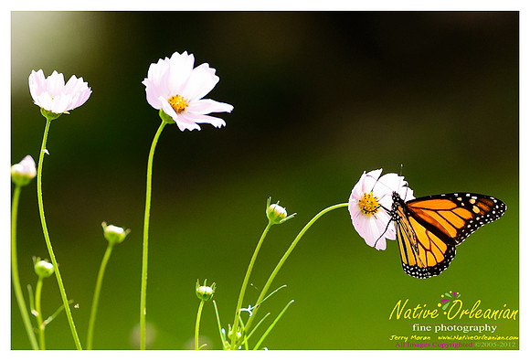 butterfly_patch_jm_033112_005