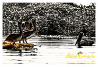 bp_grandislepel_jm_061110_03