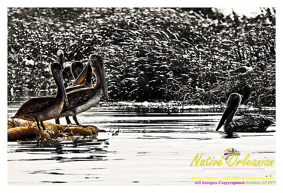 bp_grandislepel_jm_061110_03