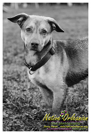 the_dogs_of_tbois_blues_fest__jm_040514_017