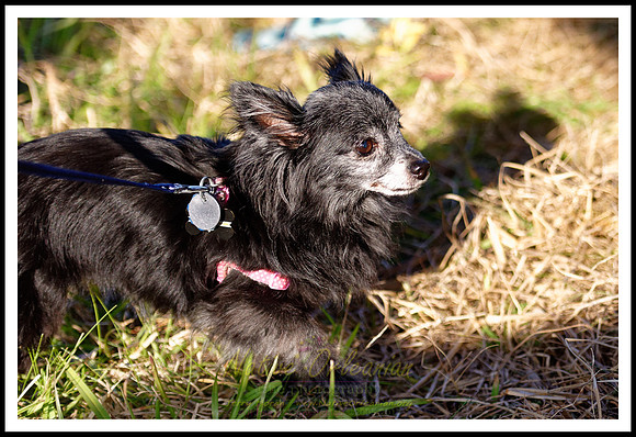 dogs_of_tbois_jm_031718_004