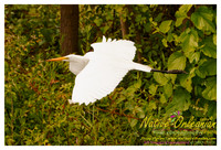 nofp_levee_birds_critters_jm_052913_009