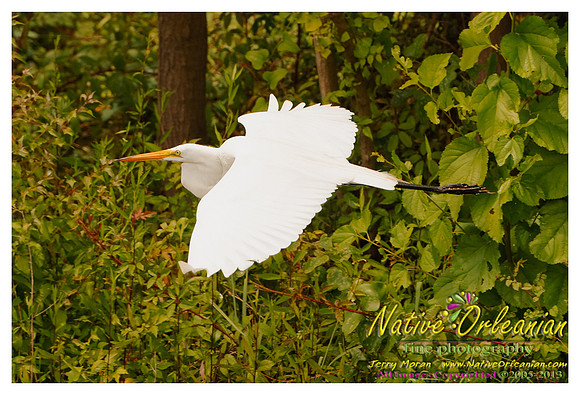 nofp_levee_birds_critters_jm_052913_009