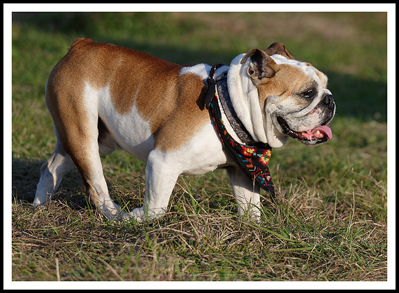 dogs_of_tbois_jm_031718_006