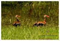 nofp_levee_birds_critters_jm_052913_006