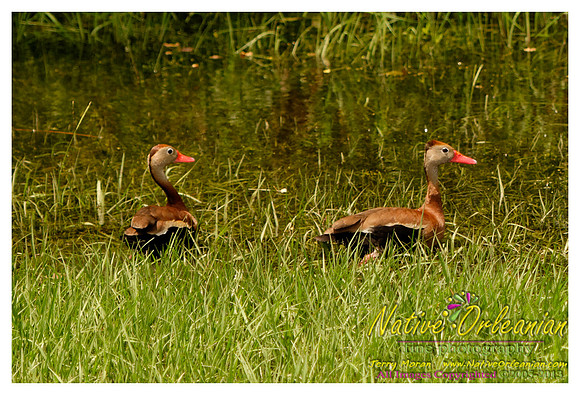nofp_levee_birds_critters_jm_052913_006