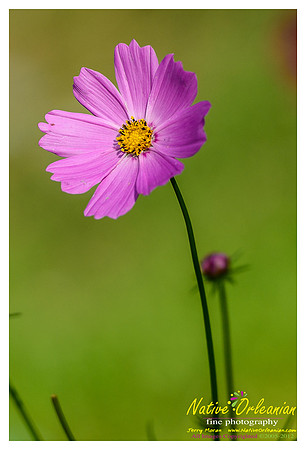 butterfly_patch_jm_033112_003