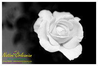 white_rose_jm_122312_001