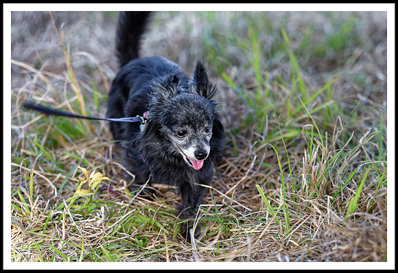 dogs_of_tbois_jm_031718_003
