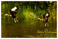 nofp_levee_birds_critters_jm_052913_007