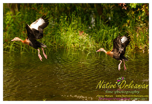 nofp_levee_birds_critters_jm_052913_007