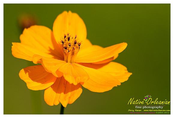 butterfly_patch_jm_033112_002