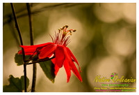 springtime_new_orleans_jm_040213_002