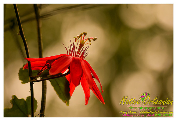 springtime_new_orleans_jm_040213_002