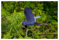 One of the many amazing winged friends I was bedazzled by on a nature ride today…..the "Little Blue Heron"….©2005-2013 Jerry Moran Native Orleanian LLC All Rights Reserved