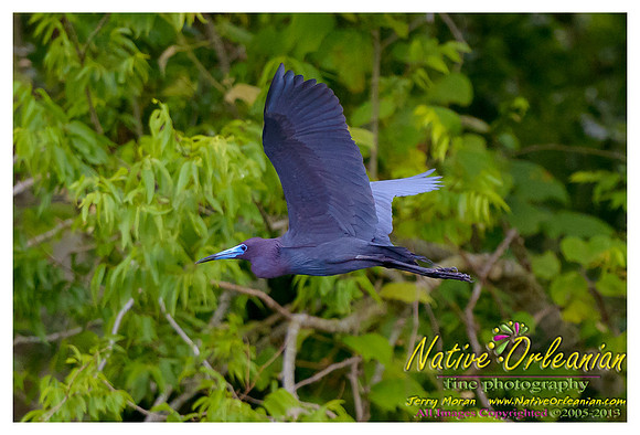 One of the many amazing winged friends I was bedazzled by on a nature ride today…..the "Little Blue Heron"….©2005-2013 Jerry Moran Native Orleanian LLC All Rights Reserved
