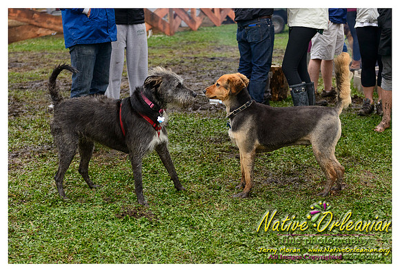 the_dogs_of_tbois_blues_fest__jm_040514_019