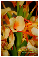 nofp_ginger_flower_jm_071013_003