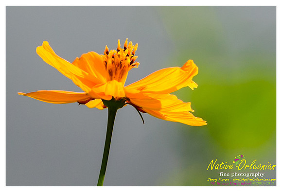 butterfly_patch_jm_033112_004