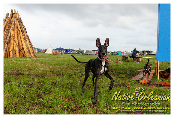 the_dogs_of_tbois_blues_fest__jm_040414_001