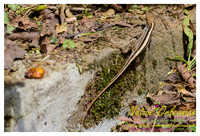 lizard_town_jm_052513_001