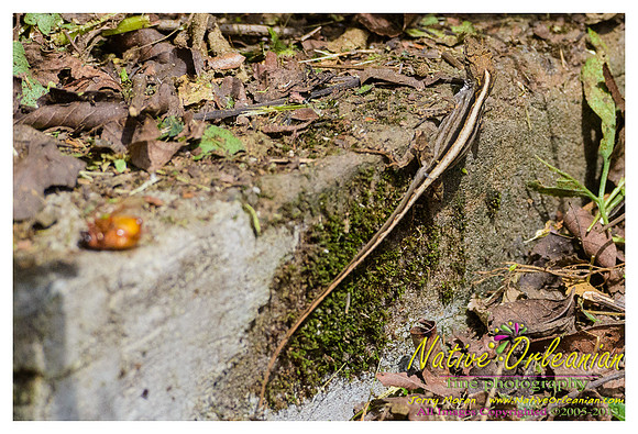lizard_town_jm_052513_001