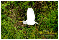 nofp_levee_birds_critters_jm_052913_010