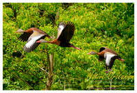 nofp_levee_birds_critters_jm_052913_013
