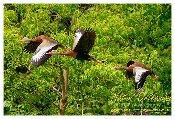nofp_levee_birds_critters_jm_052913_013