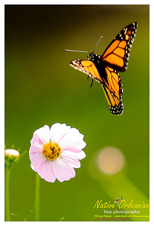 butterfly_patch_jm_033112_006