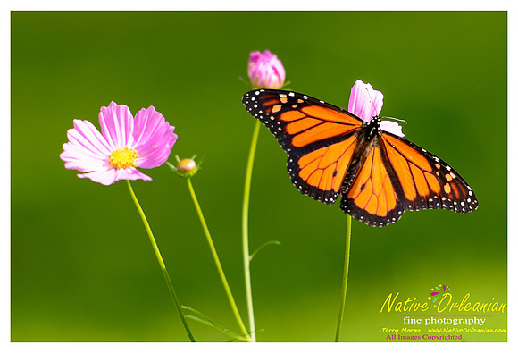 butterfly_patch_jm_033112_009
