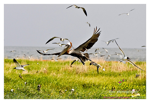 bp_grandislepel_jm_061110_01