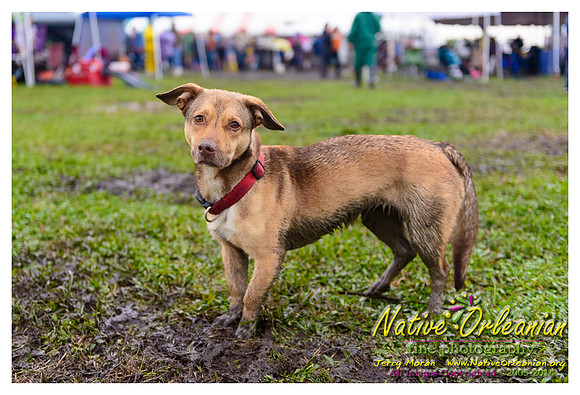 the_dogs_of_tbois_blues_fest__jm_040514_018