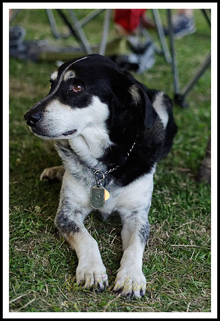 dogs_of_tbois_jm_031718_005