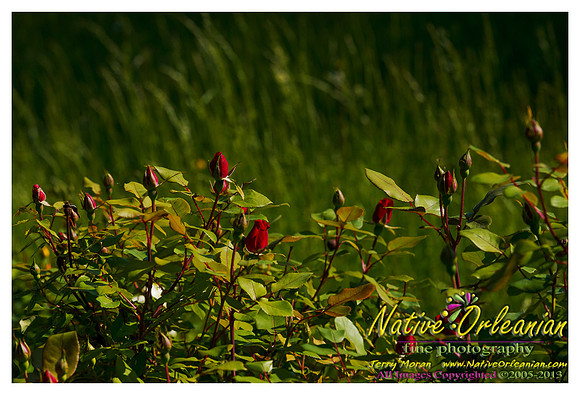 new_jersey_landscape_scenes_jm_060113_004