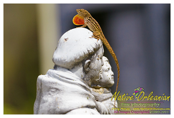 lizard_town_jm_052513_003