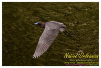 nofp_levee_birds_critters_jm_052913_012