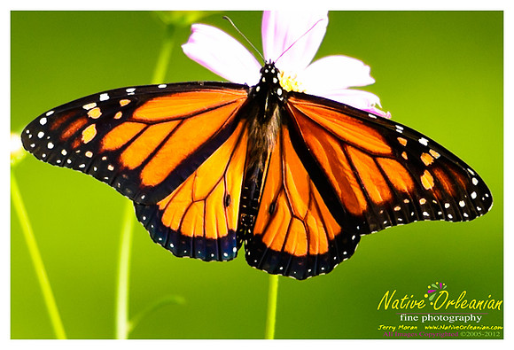 butterfly_patch_jm_033112_008