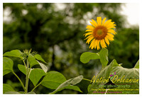 nofp_sunflowers_jm_071613_002