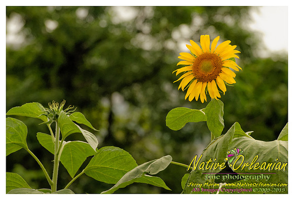 nofp_sunflowers_jm_071613_002