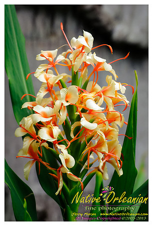 nofp_ginger_flower_jm_071013_001