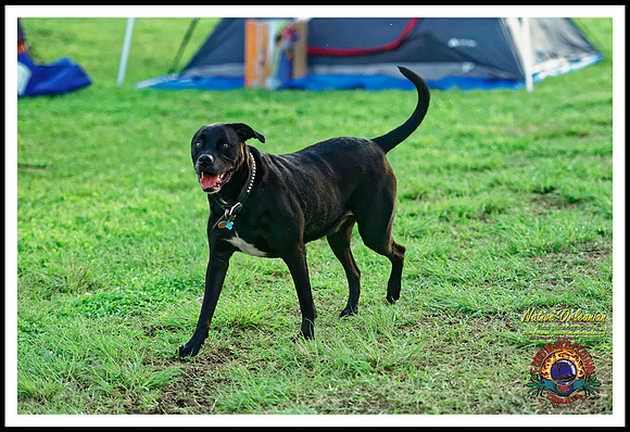 scenes_tbois_blues_fest_jm_032015_050