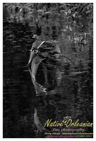 nofp_levee_birds_critters_jm_052913_005