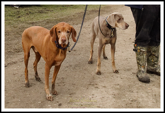 dogs_of_tbois_blues_fest_jm_031619_009