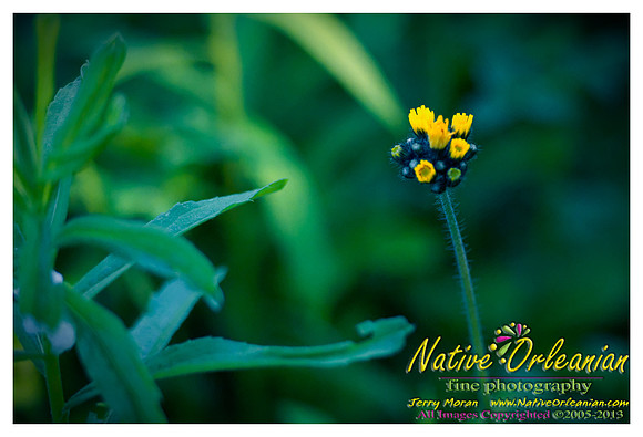 new_jersey_landscape_scenes_jm_060113_009