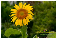 nofp_sunflowers_jm_071613_001