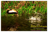 nofp_levee_birds_critters_jm_052913_001