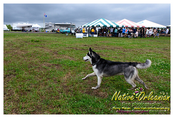 the_dogs_of_tbois_blues_fest__jm_040414_009