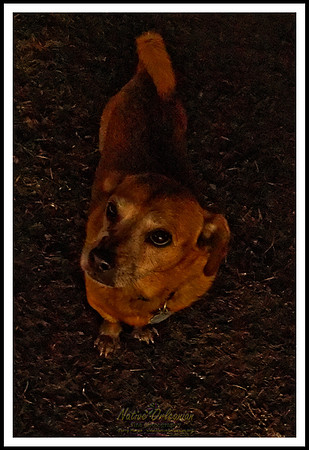 dogs_of_tbois_blues_fest_jm_031619_010