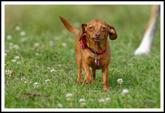 dogs_of_tbois_jm_031718_001
